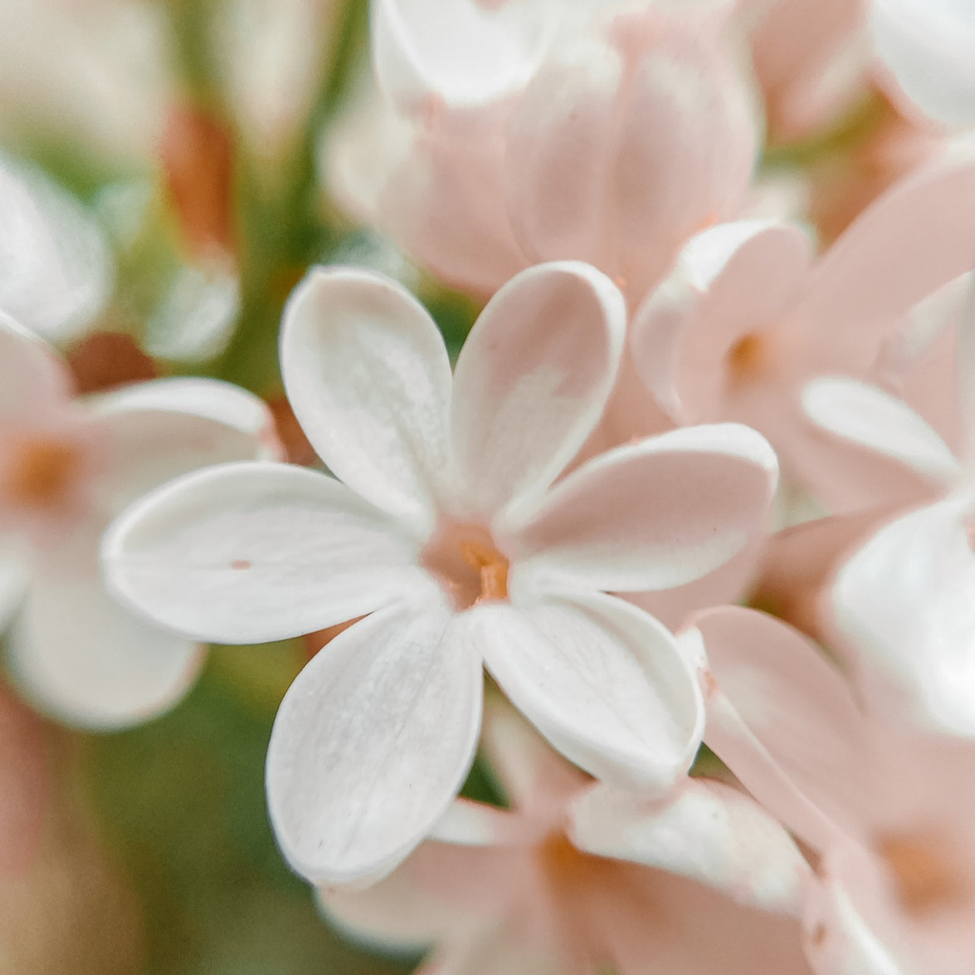 “ORANGE BLOSSOM” WHITE JAR LUXE CANDLE